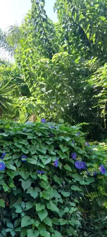 Il verde del giardino interno